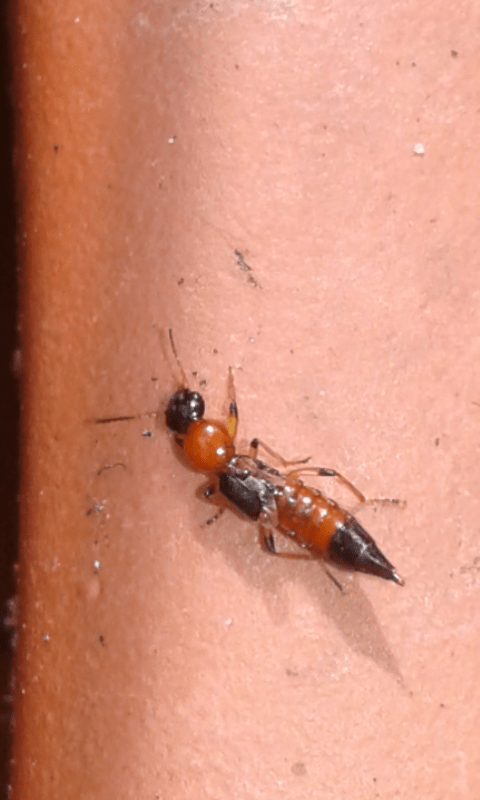 Staphylinidae : Paederus cfr. riparius?
